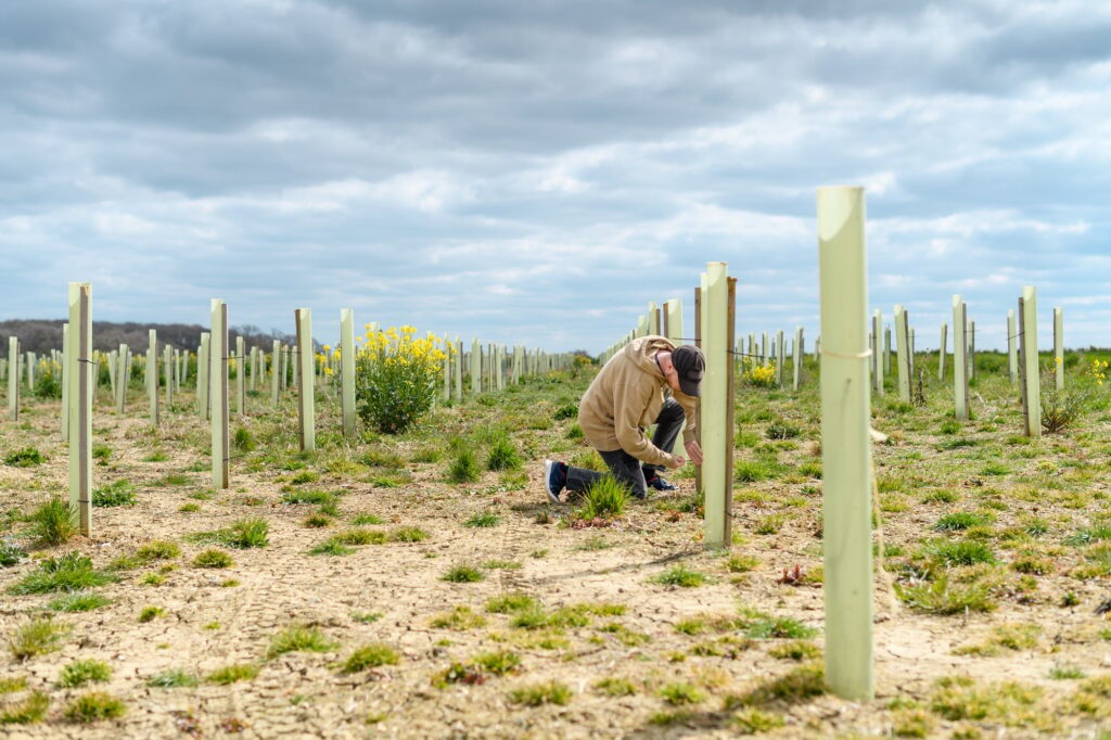 a man checking on the recently planted trees